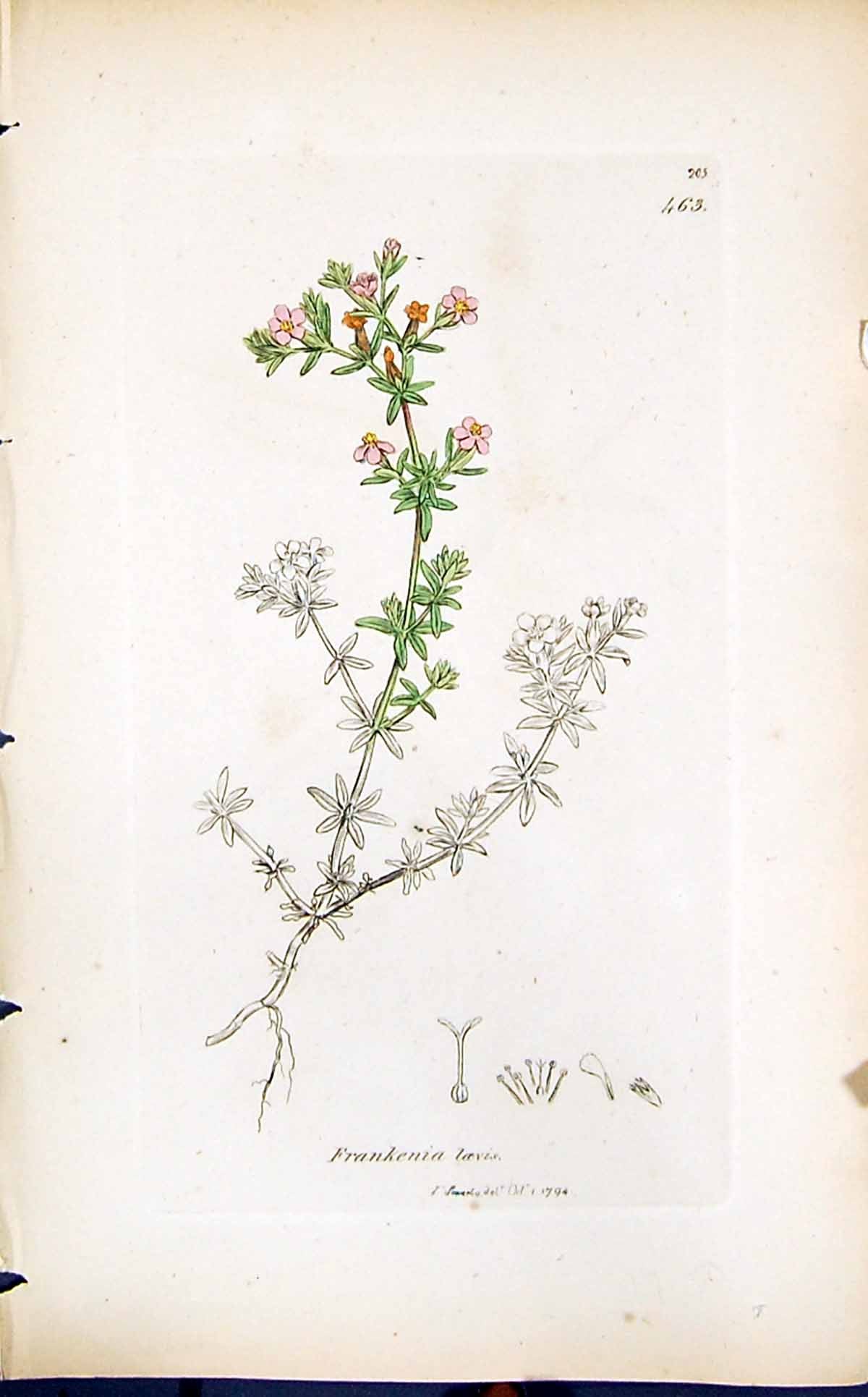 Antique Old Print Frankenia Loevis Smith Sowerby 1847 British Plants Botany