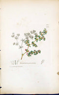 Old Print Frankenia Pulverulenta Smith Sowerby 1847 British Plants Botany 19th