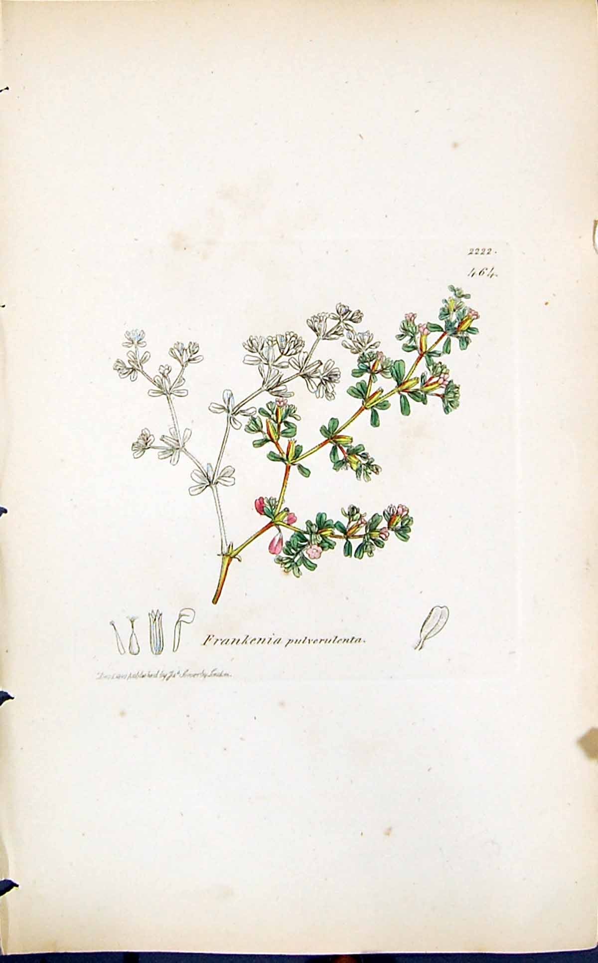 Old Print Frankenia Pulverulenta Smith Sowerby 1847 British Plants Botany 19th