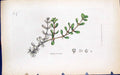 Old Print Peplis Portula Colour Smith Sowerby 1847 British Plants Botany 19th