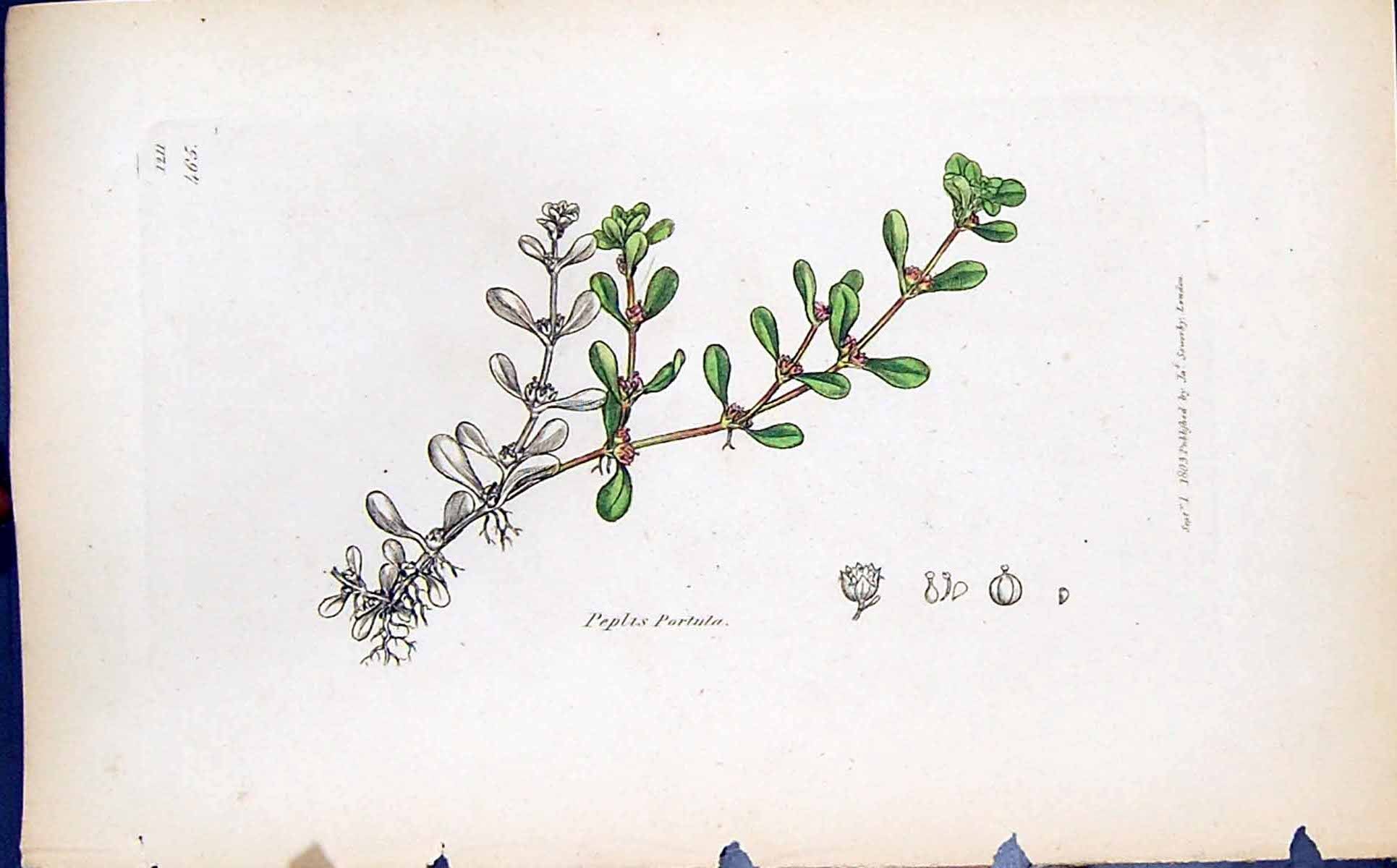 Old Print Peplis Portula Colour Smith Sowerby 1847 British Plants Botany 19th