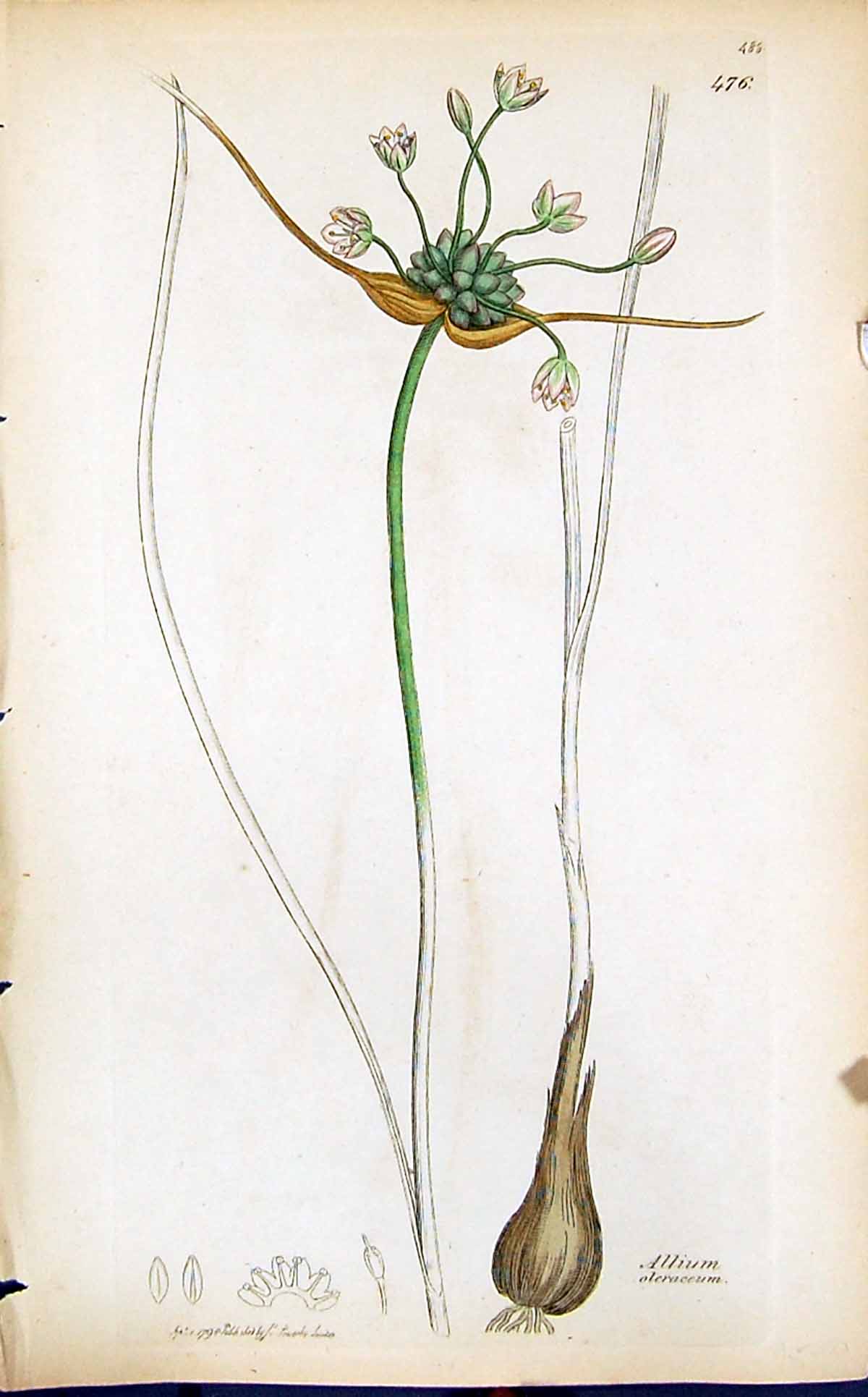 Antique Old Print Allium Oleraceum Smith Sowerby 1847 British Plants Botany