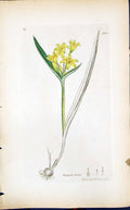 Antique Old Print Gagea Lutea Colour Smith Sowerby 1847 British Plants Botany