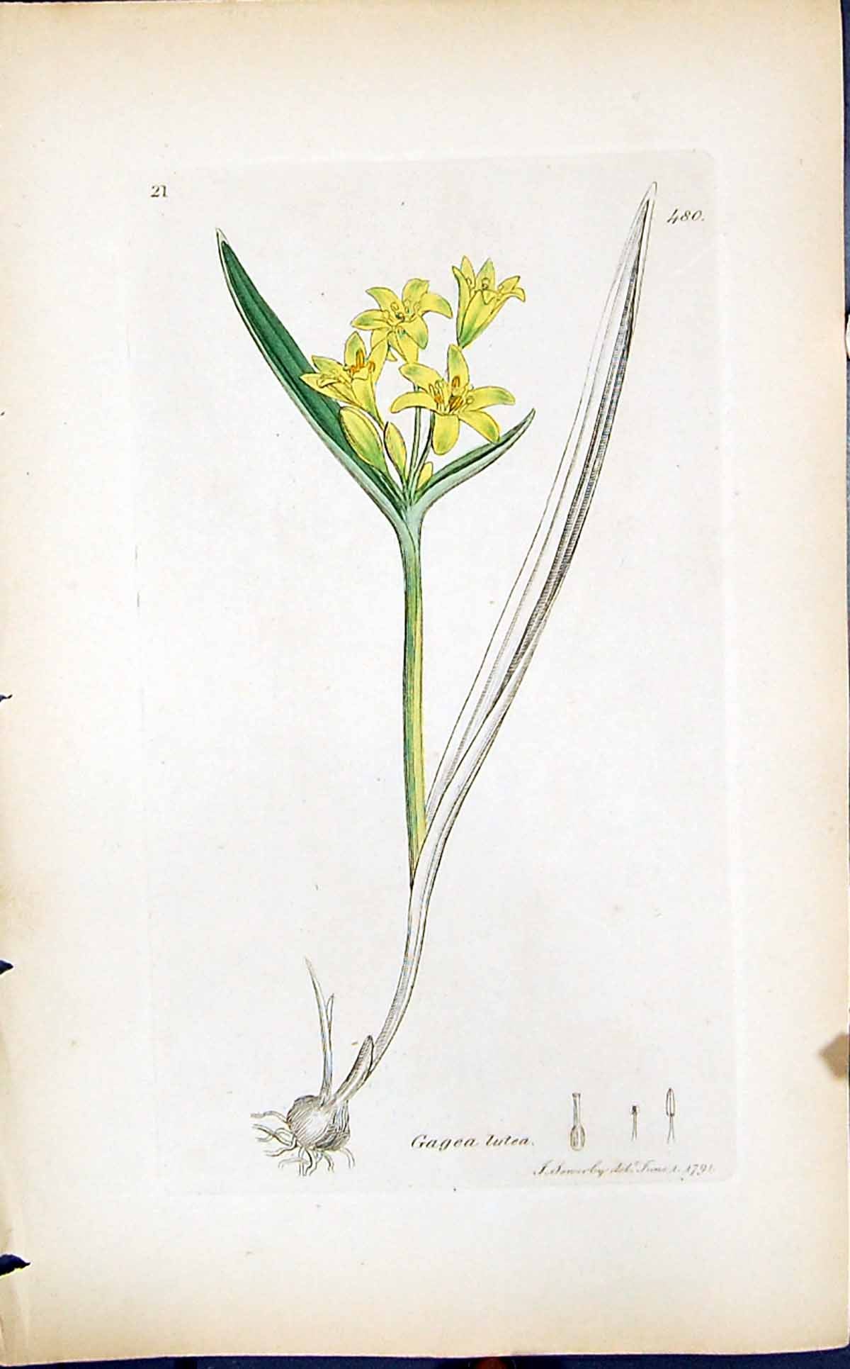Antique Old Print Gagea Lutea Colour Smith Sowerby 1847 British Plants Botany