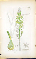 Old Ornithogalum Pyrenaieum Smith Sowerby 1847 British Plants Botany Victorian