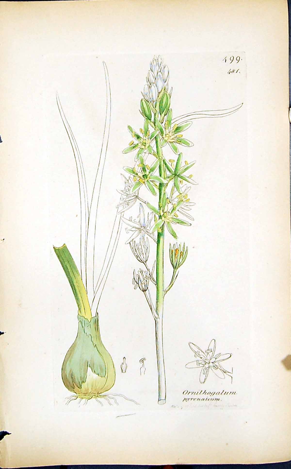 Old Ornithogalum Pyrenaieum Smith Sowerby 1847 British Plants Botany Victorian