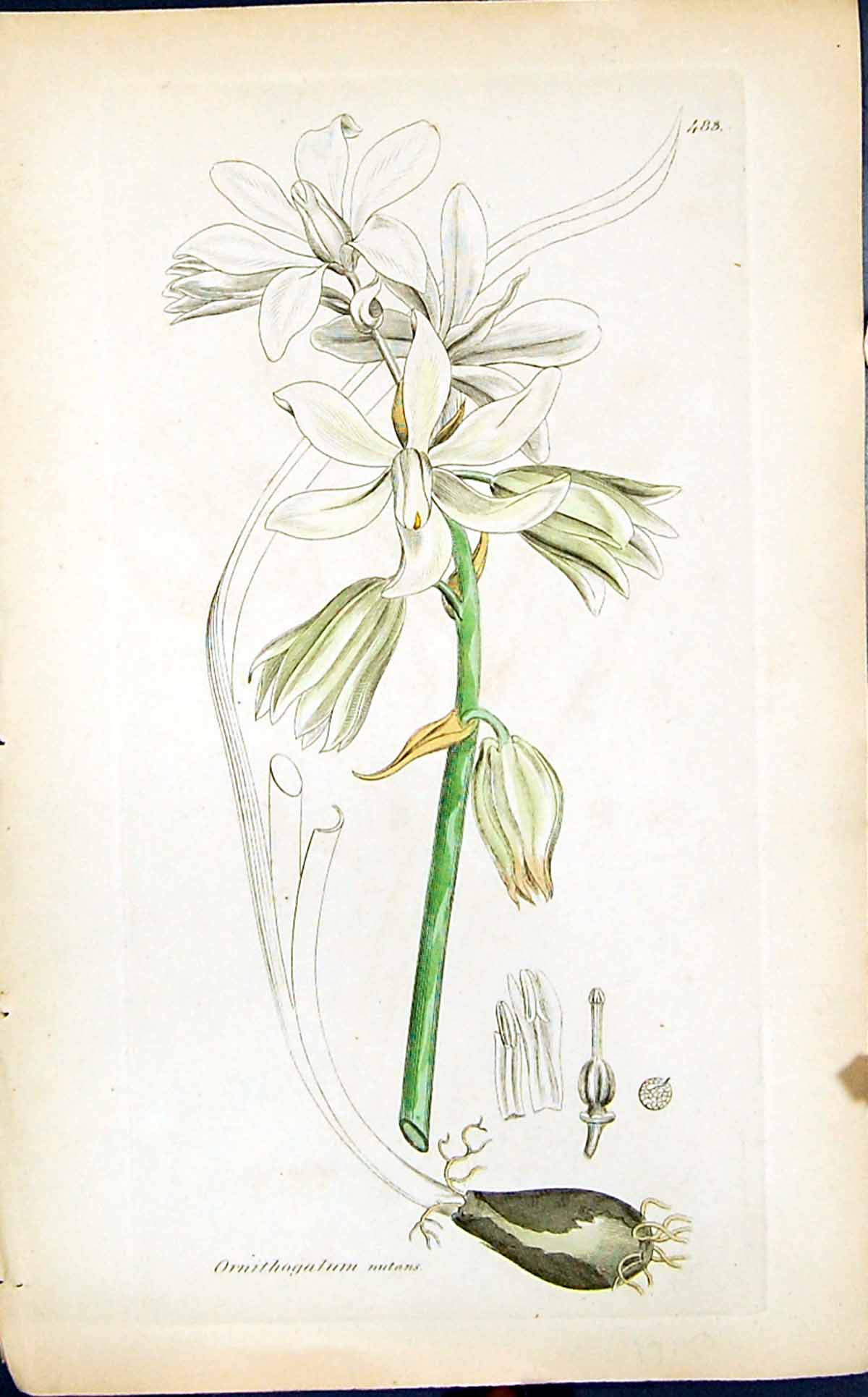 Antique Print Ornithogalum Nutans Smith Sowerby 1847 British Plants Botany 19th