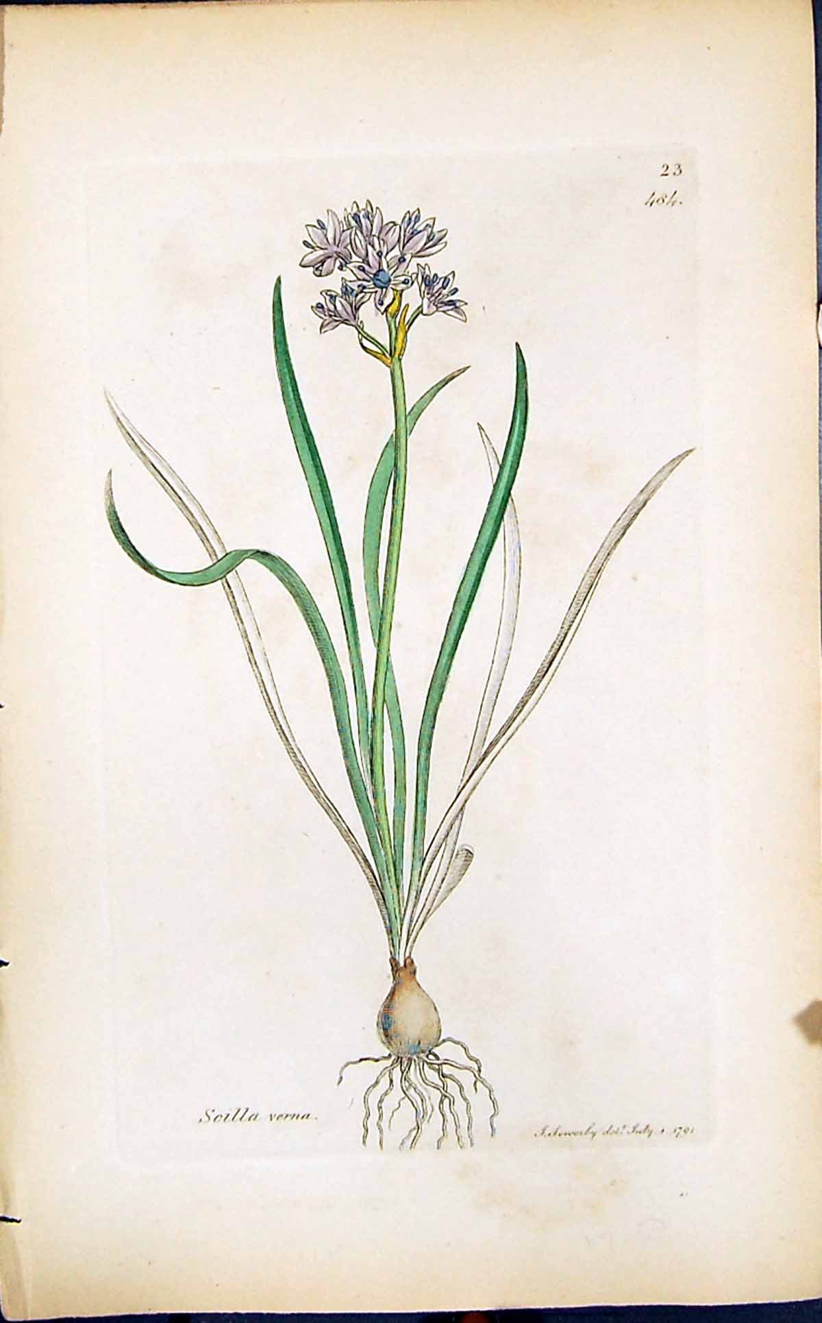 Antique Print Scilla Verna Colour Smith Sowerby 1847 British Plants Botany 19th