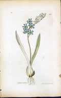 Old Print Scilla Bifolia Colour Smith Sowerby 1847 British Plants Botany 19th
