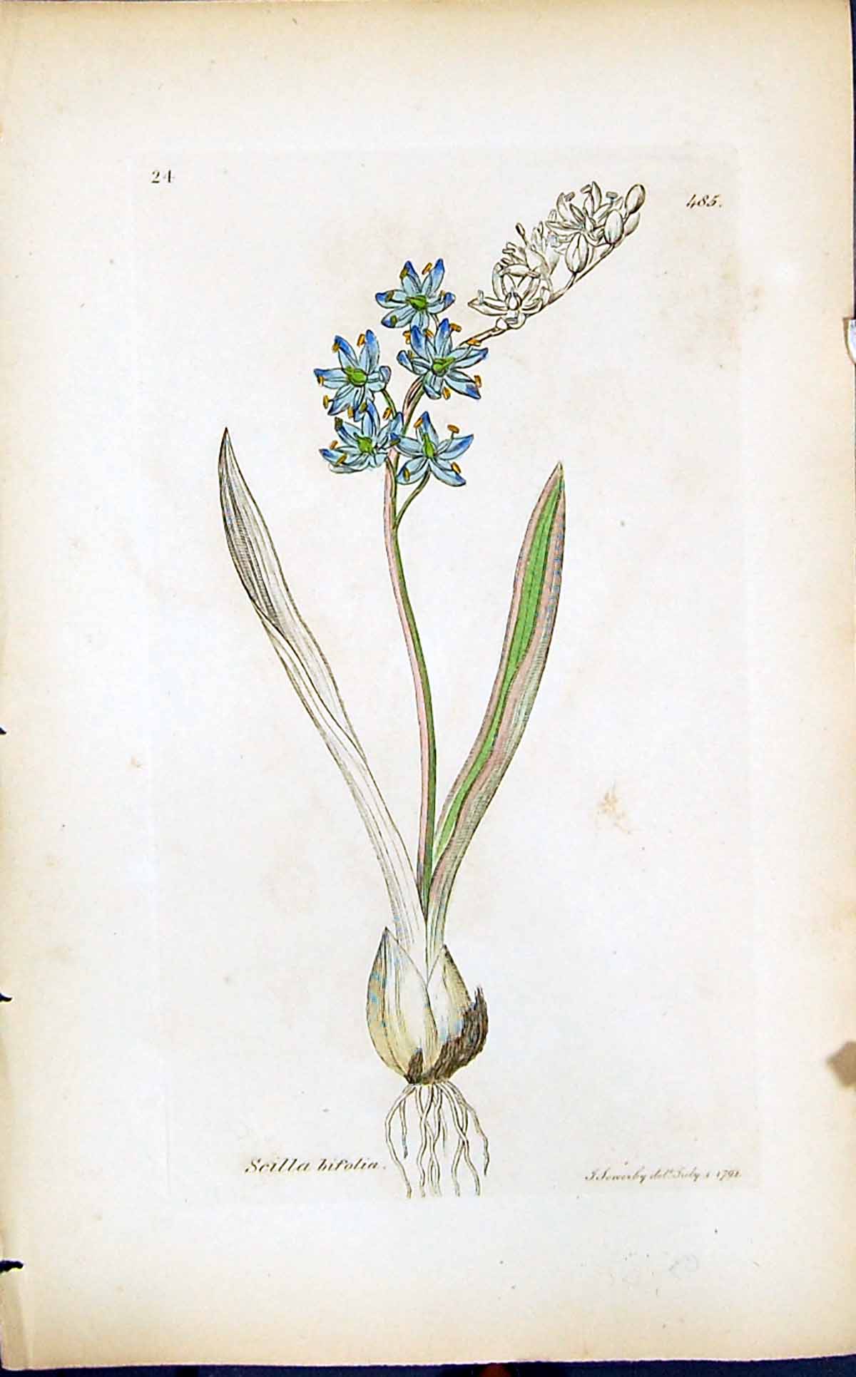 Old Print Scilla Bifolia Colour Smith Sowerby 1847 British Plants Botany 19th