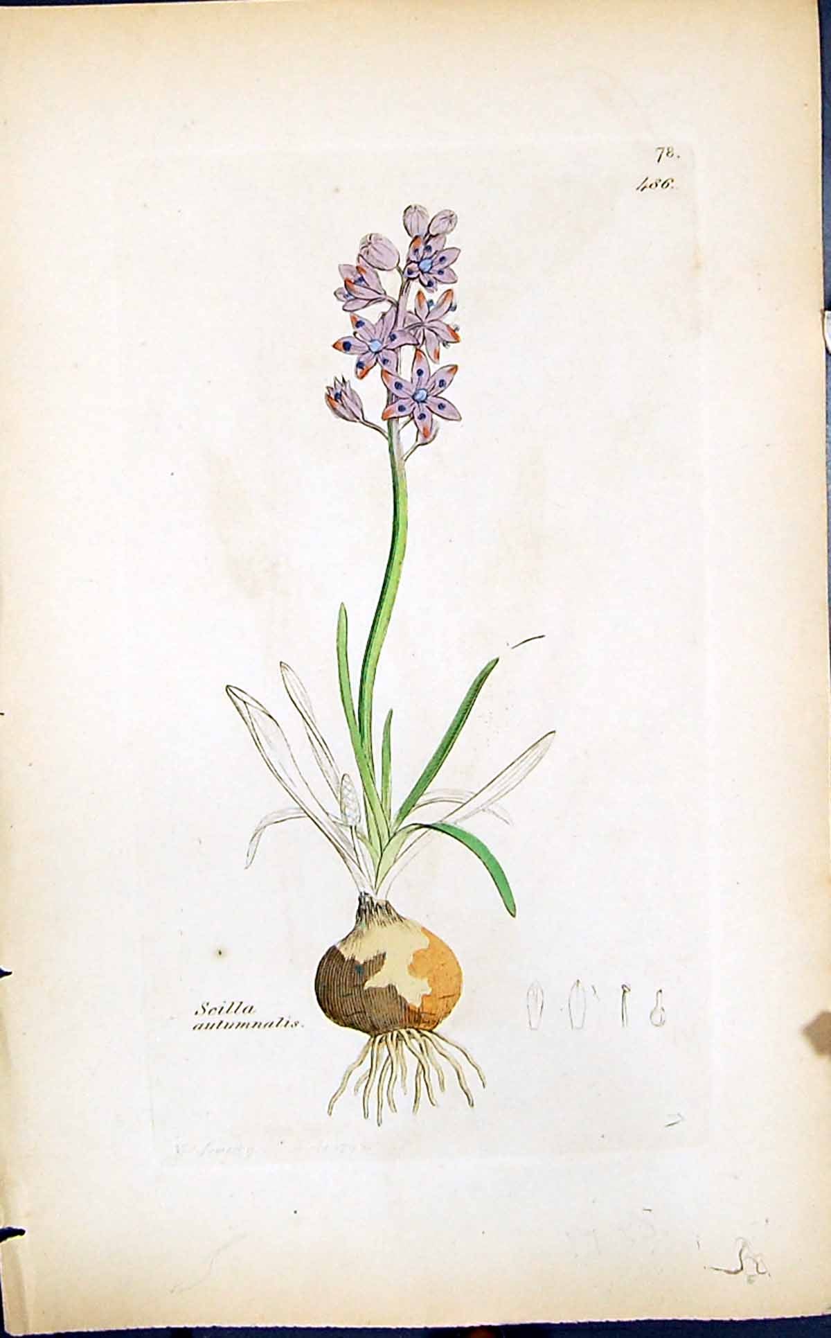 Antique Old Print Scilla Autumnalis Smith Sowerby 1847 British Plants Botany