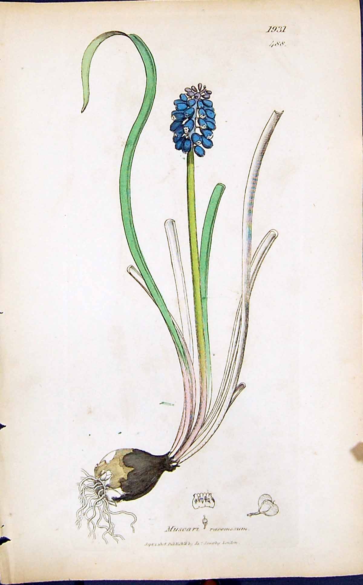 Antique Old Print Muscari Racemosum Smith Sowerby 1847 British Plants Botany