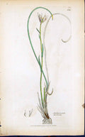 Antique Print Anthericum Serotinum Smith Sowerby 1847 British Plants Botany