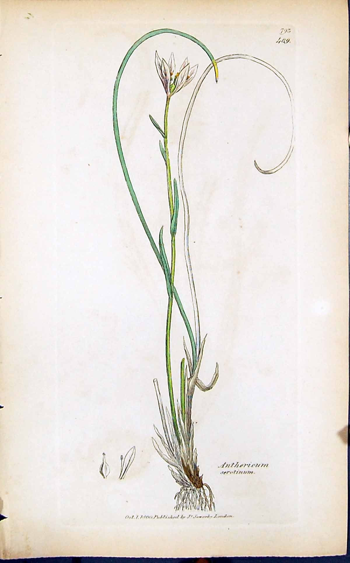 Antique Print Anthericum Serotinum Smith Sowerby 1847 British Plants Botany