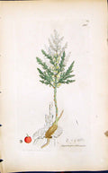 Old Print Asparagus Officinalis Smith Sowerby 1847 British Plants Botany 19th