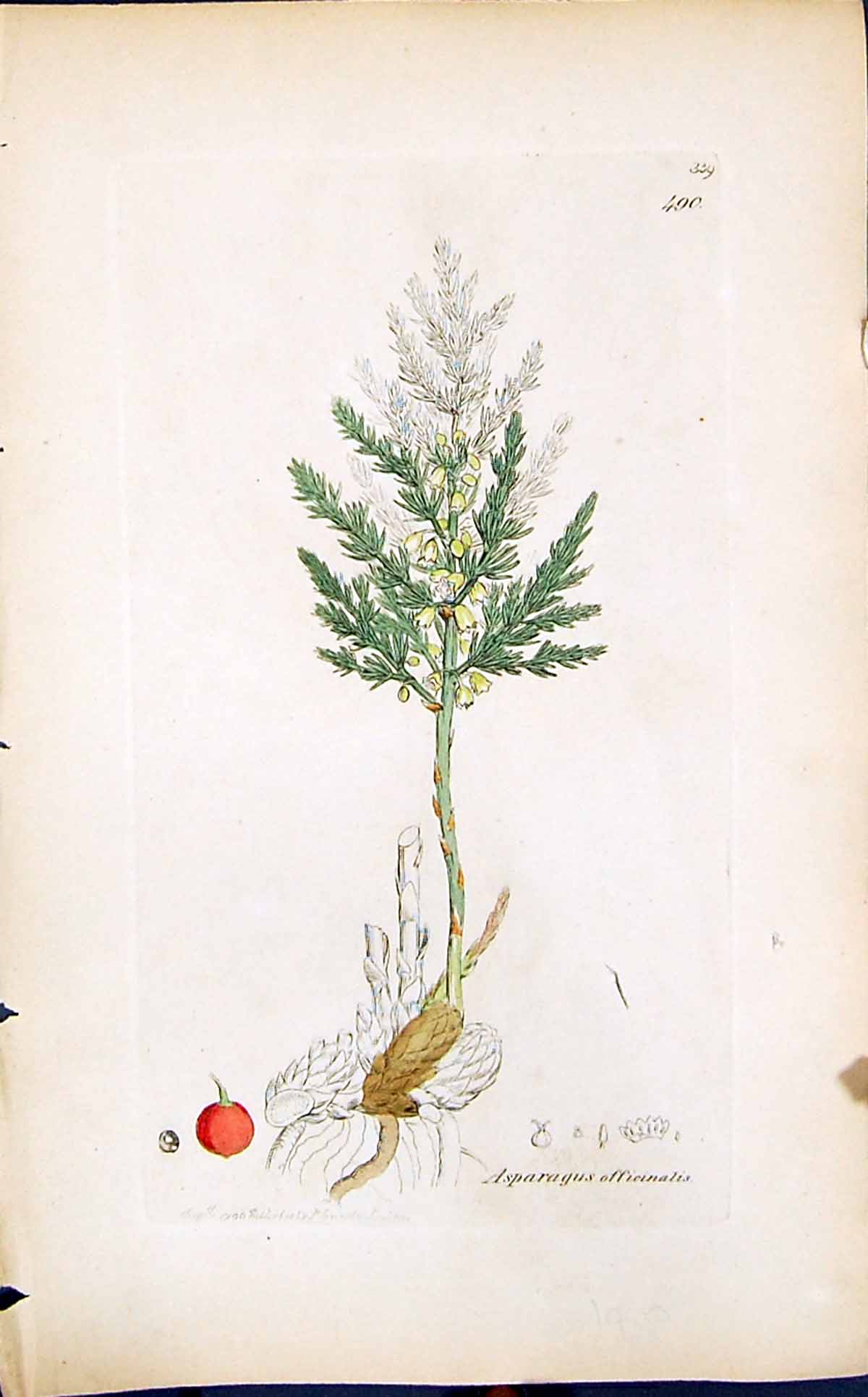 Old Print Asparagus Officinalis Smith Sowerby 1847 British Plants Botany 19th