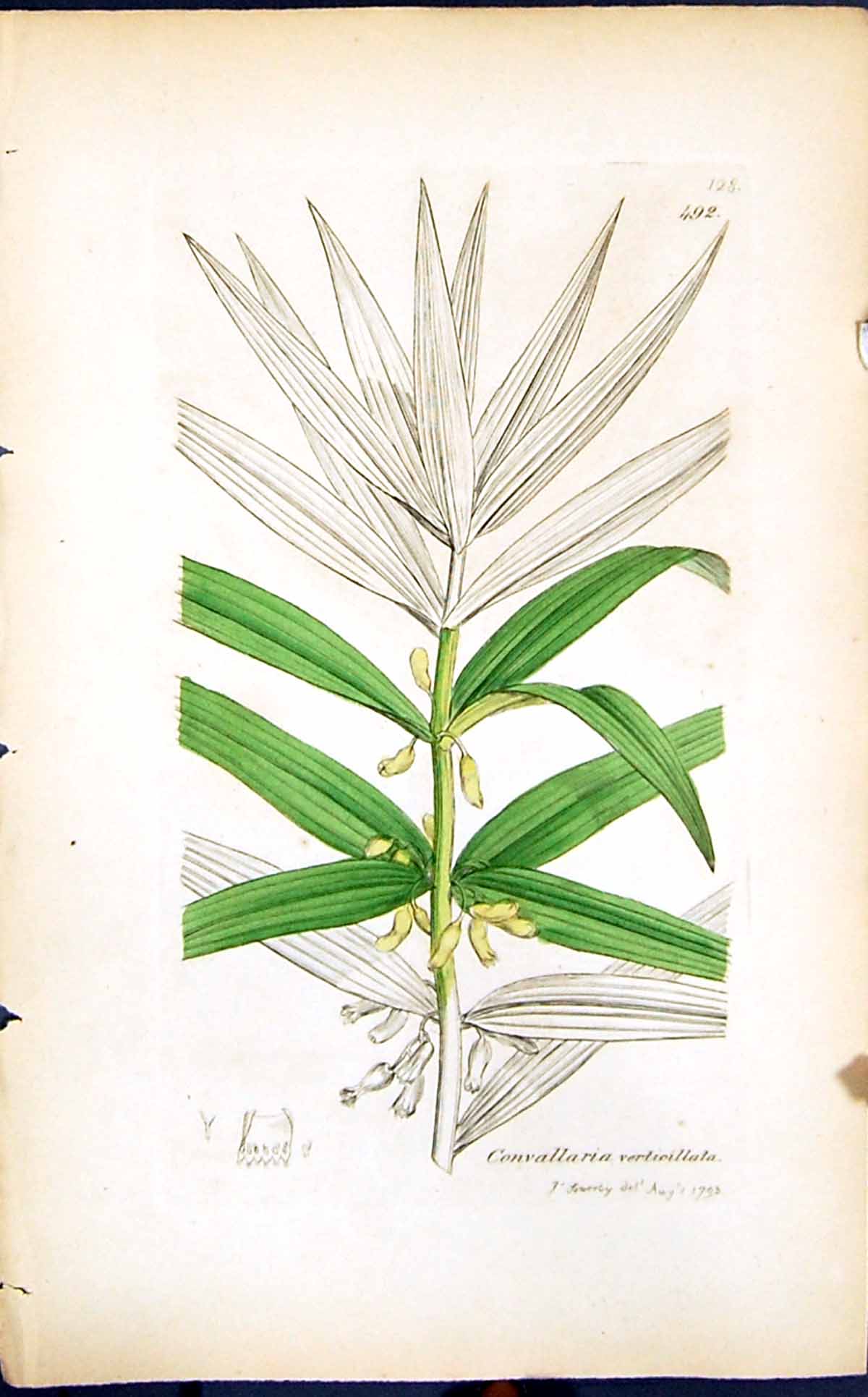 Old Convallaria Verticillata Smith Sowerby 1847 British Plants Botany Victorian