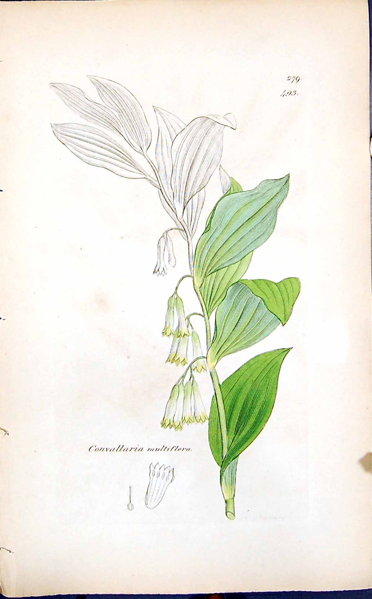 Old Print Convallaria Multiflora Smith Sowerby 1847 British Plants Botany 19th