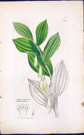 Old Convallaria Polygonatum Smith Sowerby 1847 British Plants Botany Victorian