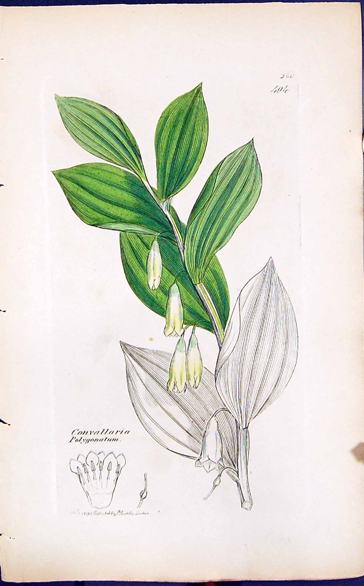 Old Convallaria Polygonatum Smith Sowerby 1847 British Plants Botany Victorian