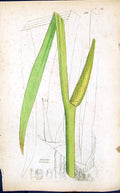 Old Print Acorus Calamus Colour Smith Sowerby 1847 British Plants Botany 19th