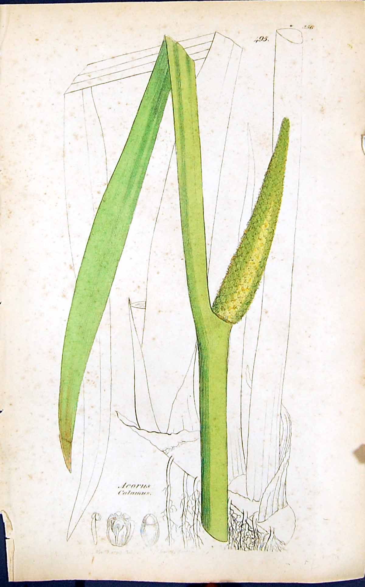 Old Print Acorus Calamus Colour Smith Sowerby 1847 British Plants Botany 19th
