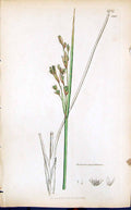 Antique Old Print Juncus Maritimus Smith Sowerby 1847 British Plants Botany