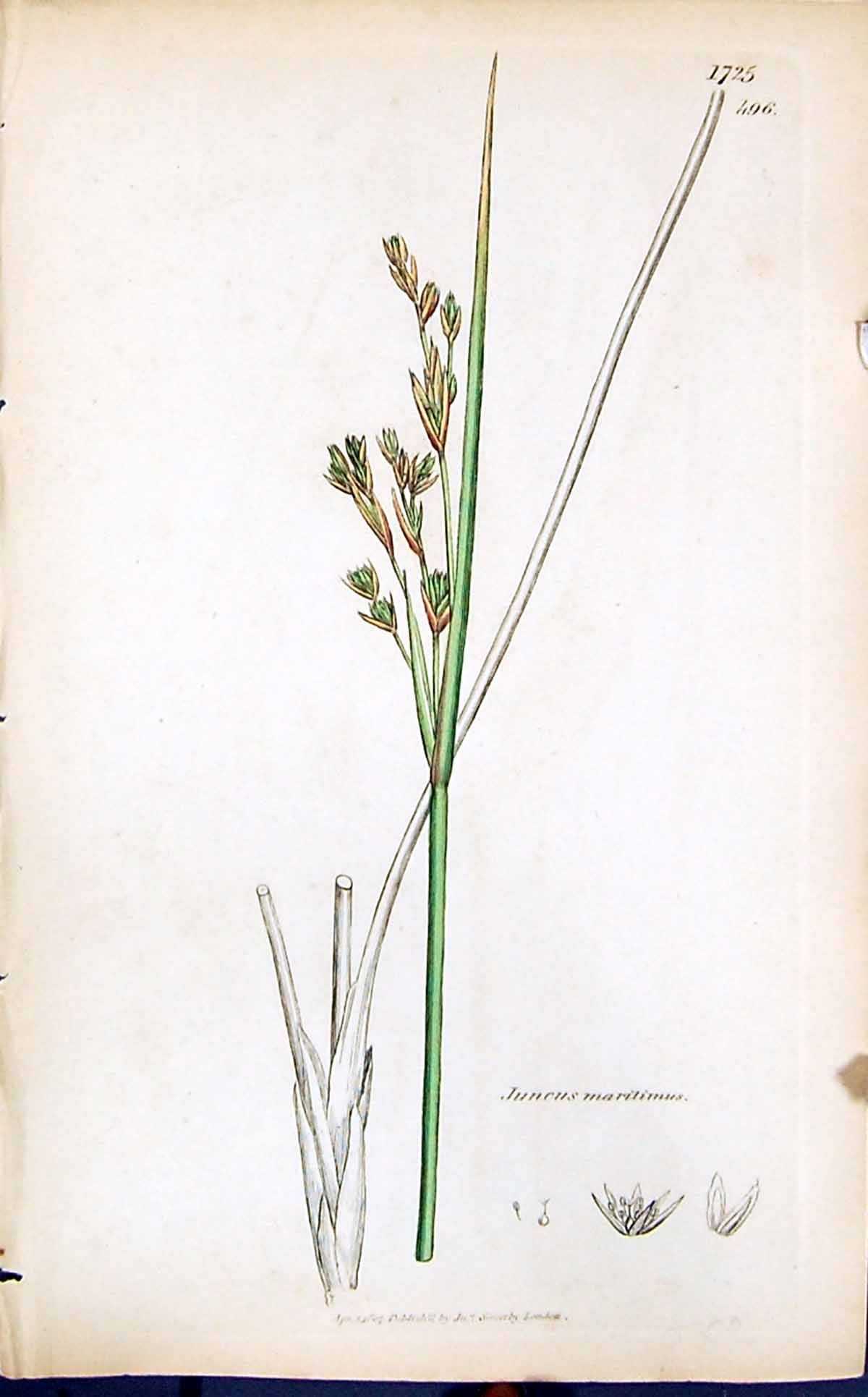 Antique Old Print Juncus Maritimus Smith Sowerby 1847 British Plants Botany