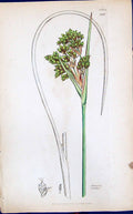 Antique Print Juncus Aeutus Colour Smith Sowerby 1847 British Plants Botany