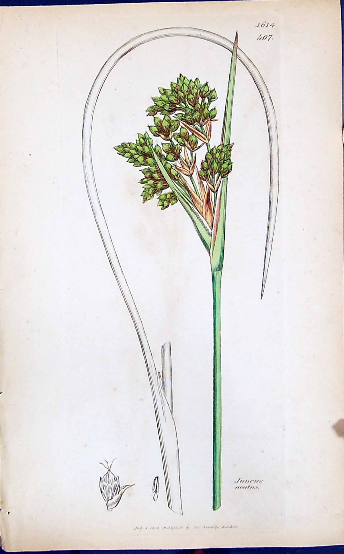 Antique Print Juncus Aeutus Colour Smith Sowerby 1847 British Plants Botany