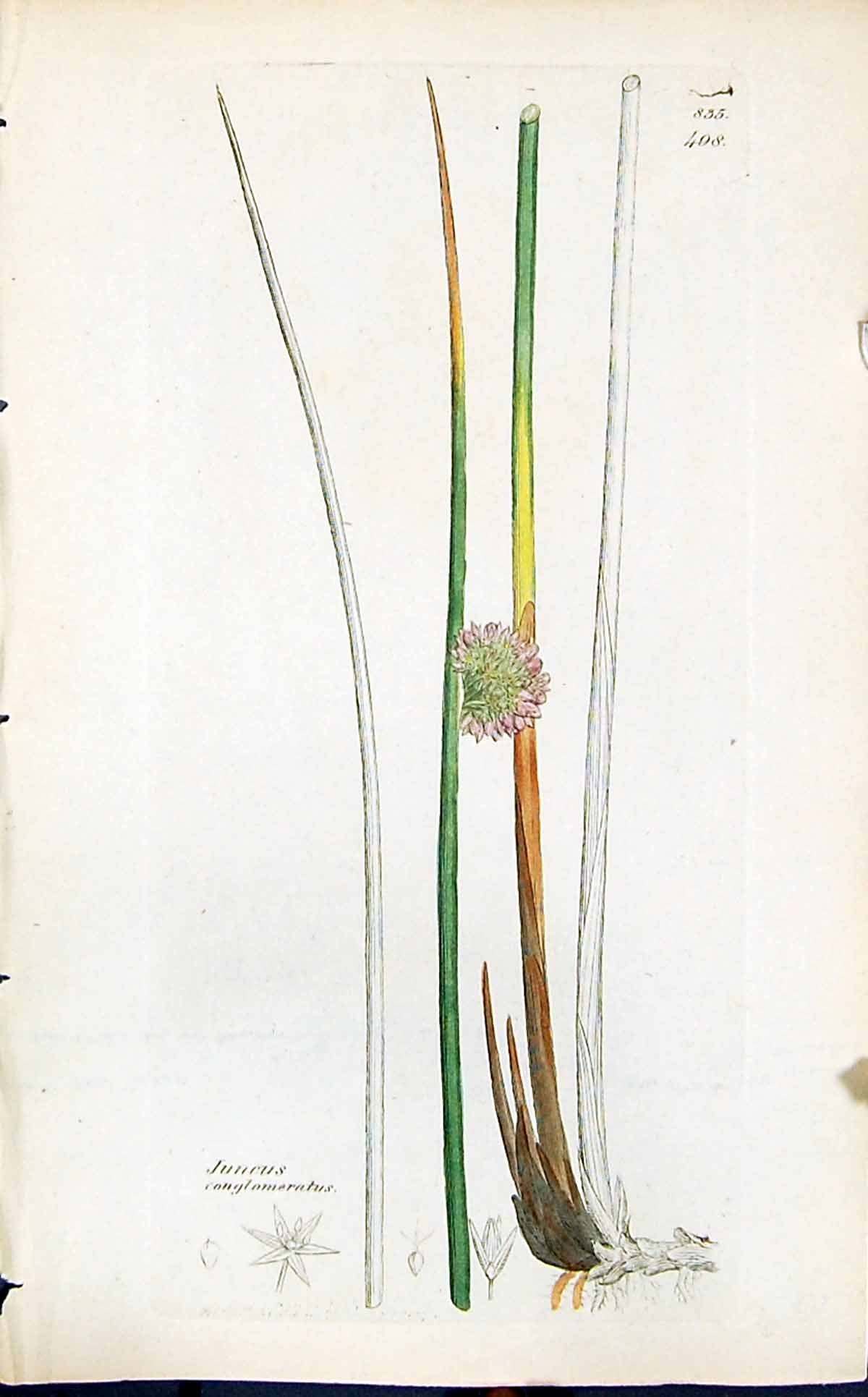 Antique Print Juncus Conglomeratus Smith Sowerby 1847 British Plants Botany