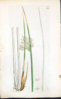 Old Print Juncus Effusus Colour Smith Sowerby 1847 British Plants Botany 19th