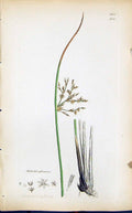 Old Print Juncus Glaucus Colour Smith Sowerby 1847 British Plants Botany 19th