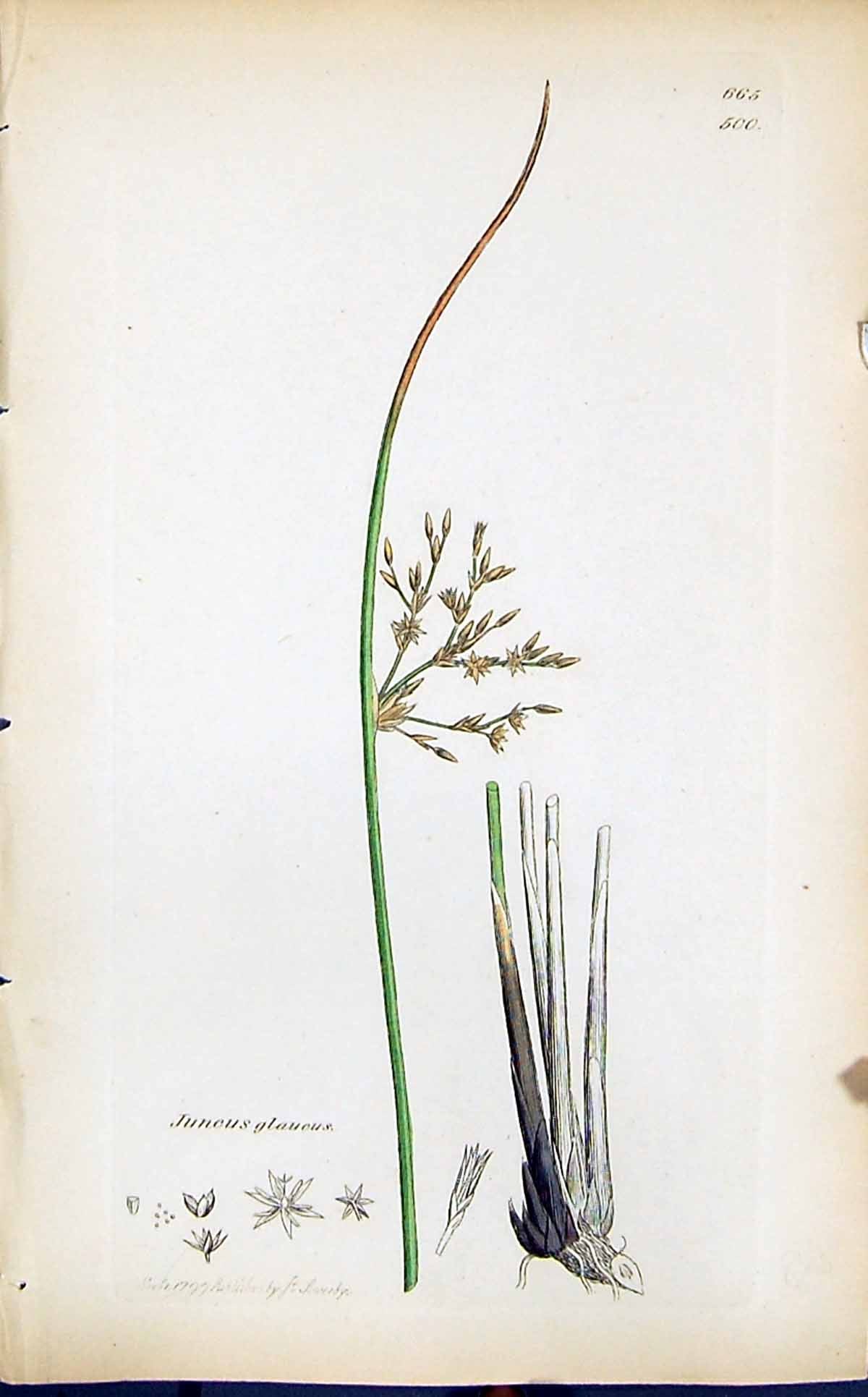 Old Print Juncus Glaucus Colour Smith Sowerby 1847 British Plants Botany 19th