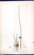 Antique Old Print Juncus Filiformis Smith Sowerby 1847 British Plants Botany