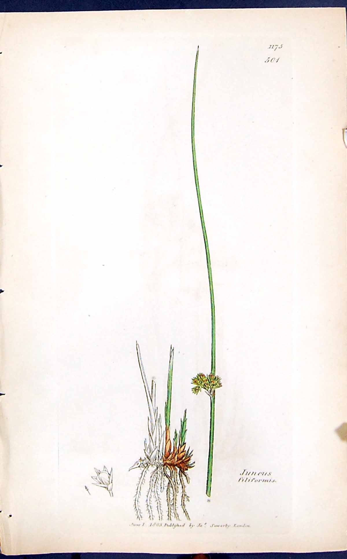 Antique Old Print Juncus Filiformis Smith Sowerby 1847 British Plants Botany