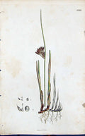 Old Juncus Effusus Colour Smith Sowerby 1847 British Plants Botany Re Victorian