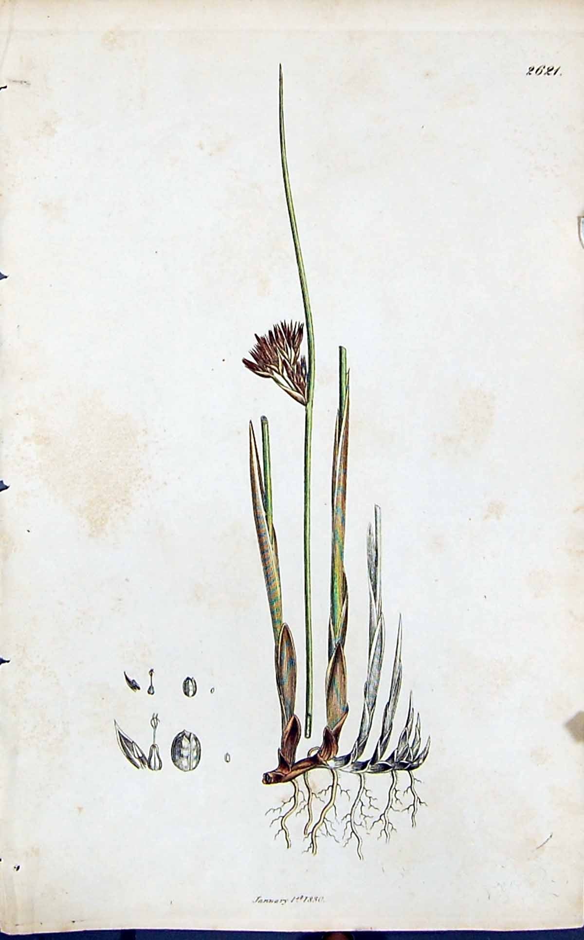 Old Juncus Effusus Colour Smith Sowerby 1847 British Plants Botany Re Victorian
