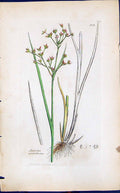 Antique Old Print Juncus Acutiflorus Smith Sowerby 1847 British Plants Botany