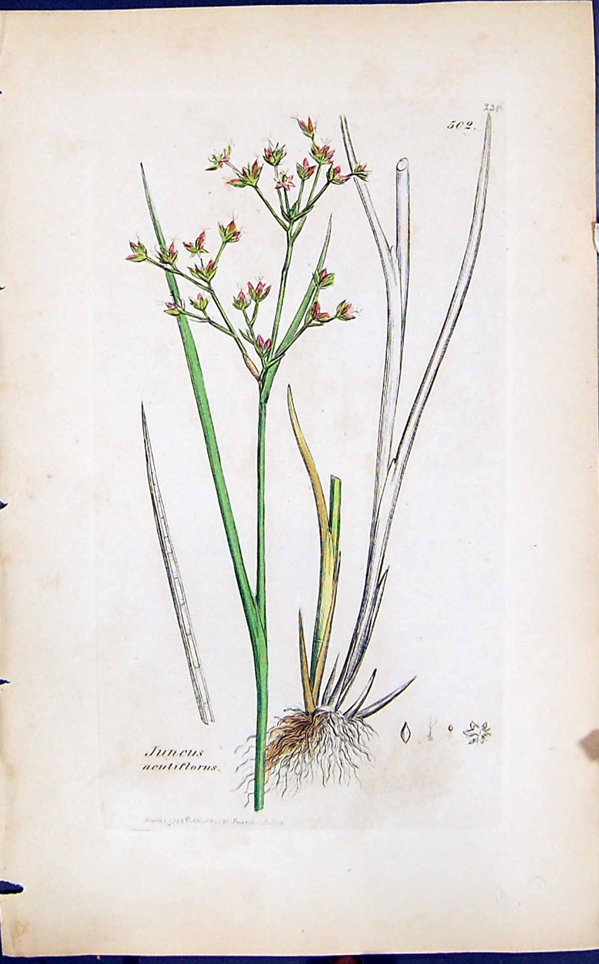 Antique Old Print Juncus Acutiflorus Smith Sowerby 1847 British Plants Botany