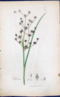 Antique Old Print Juncus Lampocarpus Smith Sowerby 1847 British Plants Botany