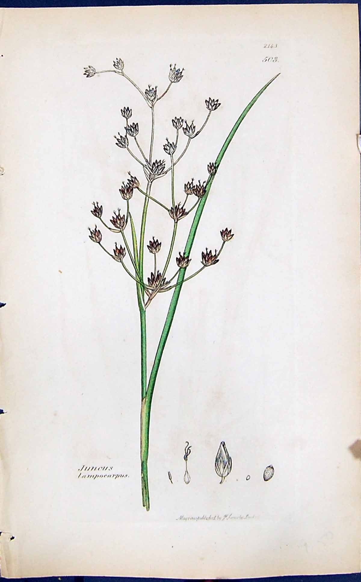 Antique Old Print Juncus Lampocarpus Smith Sowerby 1847 British Plants Botany
