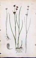 Old Print Juncus Pallidus Colour Smith Sowerby 1847 British Plants Botany 19th