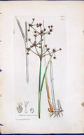 Antique Print Juncus Obtusiflorus Smith Sowerby 1847 British Plants Botany 19th