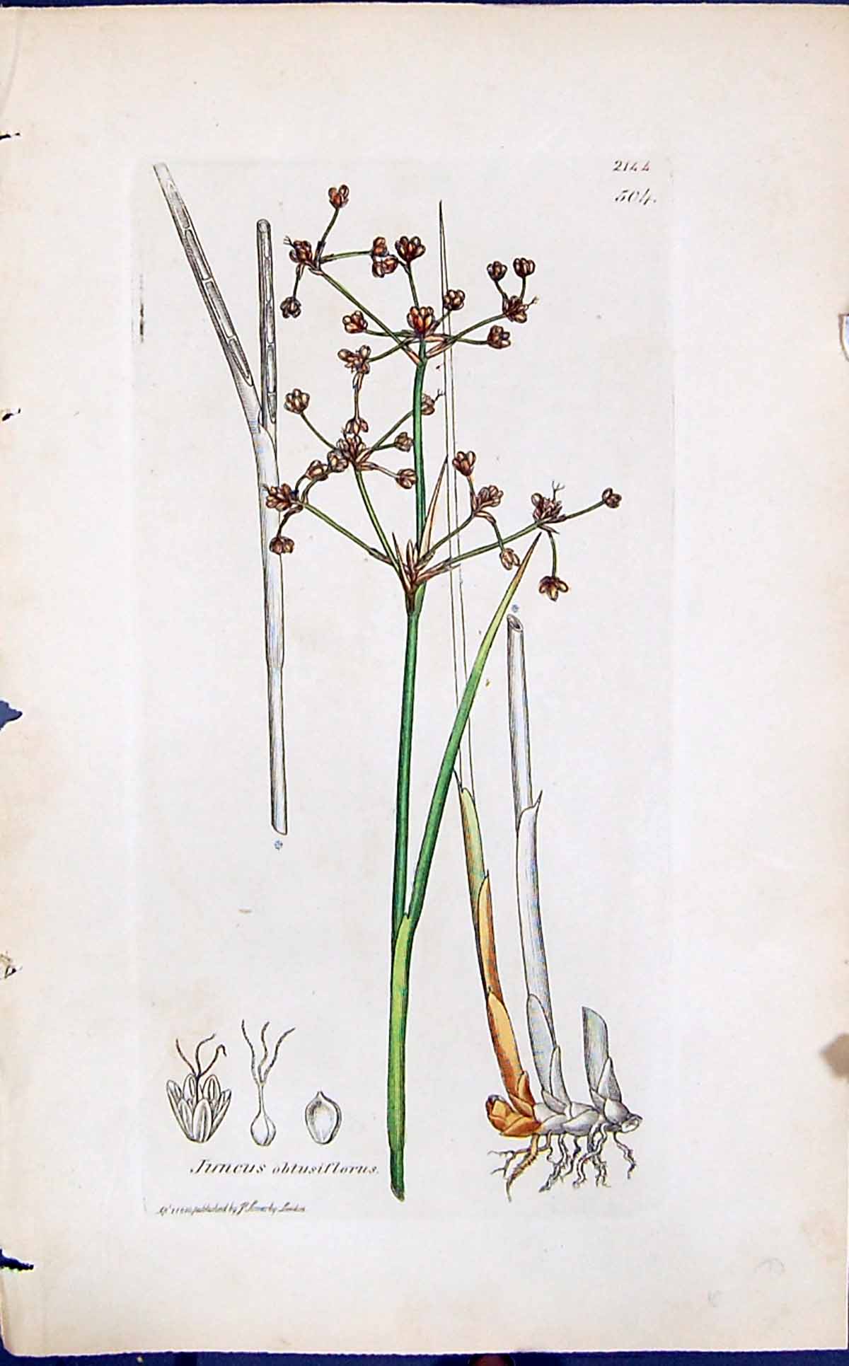 Antique Print Juncus Obtusiflorus Smith Sowerby 1847 British Plants Botany 19th