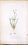 Antique Old Print Juncus Uliginosus Smith Sowerby 1847 British Plants Botany