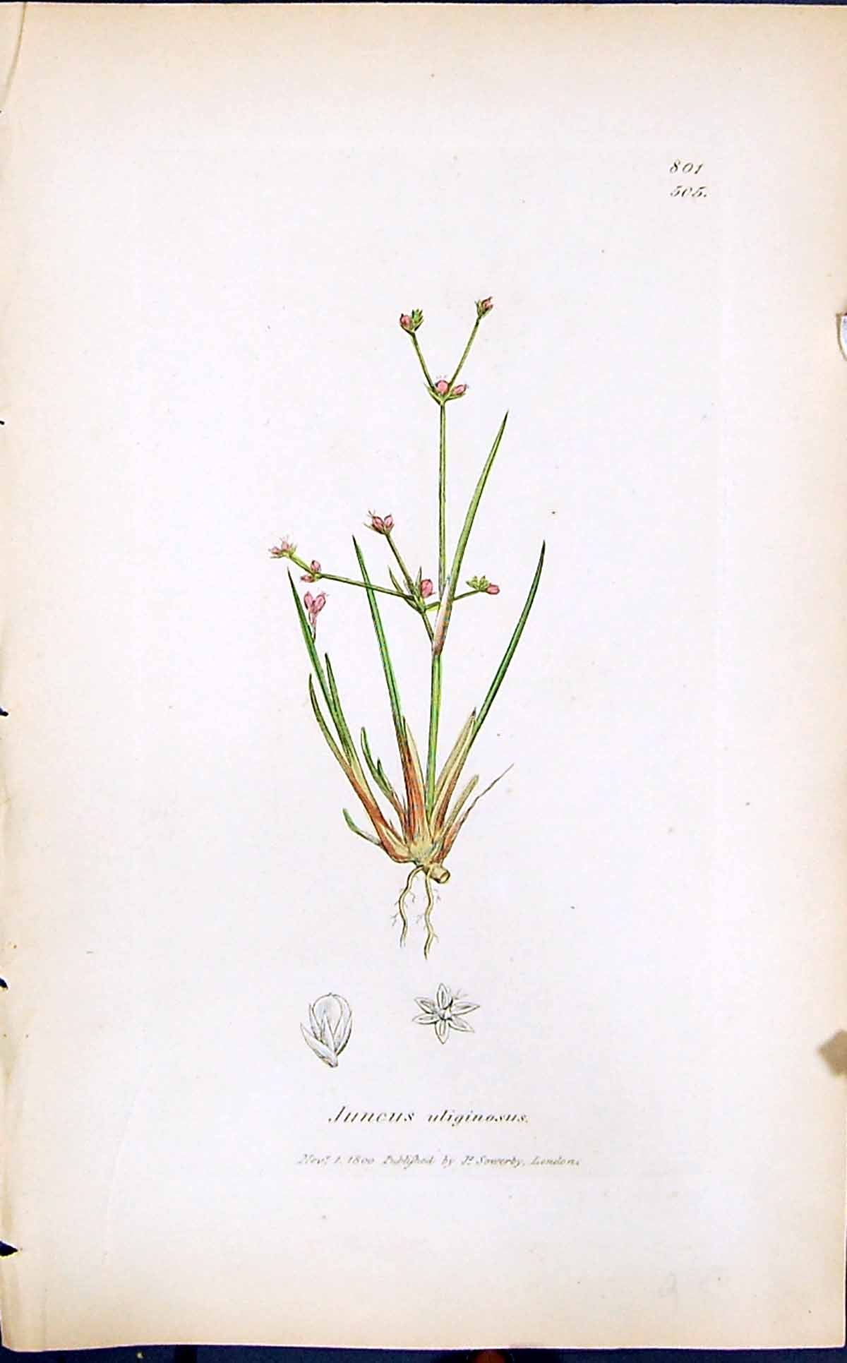 Antique Old Print Juncus Uliginosus Smith Sowerby 1847 British Plants Botany