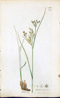 Antique Old Print Juncus Comprefsus Smith Sowerby 1847 British Plants Botany