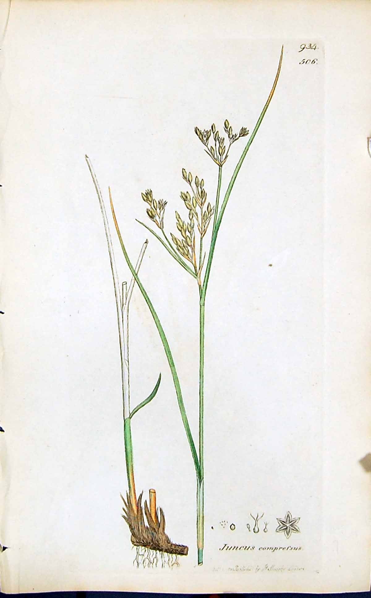 Antique Old Print Juncus Comprefsus Smith Sowerby 1847 British Plants Botany