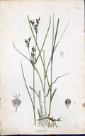 Antique Old Print Juncus Articulatus Smith Sowerby 1847 British Plants Botany